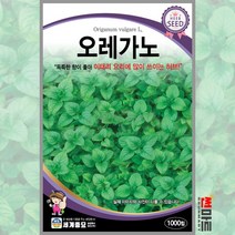 오레가노 1000립 / 다년생 허브씨앗 씨앗 화단 정원 꽃밭