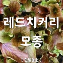 채소 모종 ~ 각종 묘종. 베란다 텃밭 세트 공기정화식물 허브 씨앗 채소모종 ~, H012 레드칙커리 모종 3개