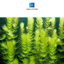 아쿠아시스템 치어은신처 붕어마름(마츠모) 3촉 수초, 1개
