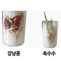 여러 가지 식물의 한살이(1인)-JHY