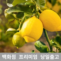 [특급] 레몬5KG 레몬 레몬즙 레몬수 레몬차 레몬 레몬즙 레몬청만들기 레몬나무 레몬효능 레몬수 레몬차 레몬물 레몬차효능 레몬먹는법 레몬의효능 과일 열대, 5KG, 5KG
