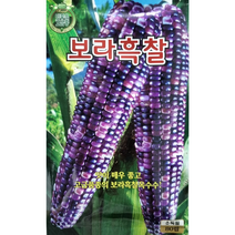 보라흑 찰옥수수씨앗80립 KS종묘 맛이 매우 좋고 고급품종의 보라 흑찰옥수수