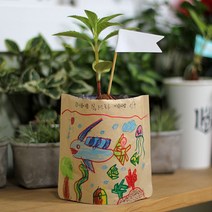 파라솔-그림봉투화분 봉선화 _ 2026053EA, 본상품선택