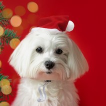 파우티클럽_강아지 고양이 산타 모자, 단품