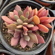 [올식스] 원종취설송 다육식물 플랜테리어 반려식물 공기정화식물 개업화분