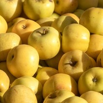 시나노 골드 황금 사과 2kg 3kg 5kg, 1박스, (가정용-흠과)중소~중과 10-14과 3kg