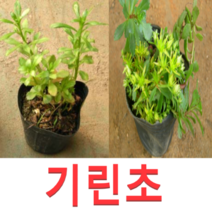 (성실D)야생화 섬기린초 기린초모종(포트)15개(선택)
