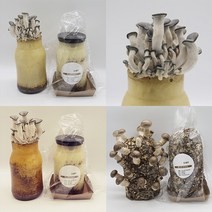버섯키우기 키트1+1 표고버섯키트 고기느타리버섯 집에서버섯키우기 DIY 반려버섯 재배키트 세트 아이 유치원 어린이집 체험학습, 표고버섯