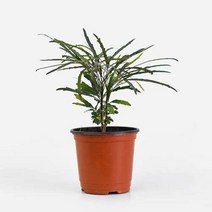 마이플랜트 [마이플랜트]아랄리아 소형 아라리아 인테리어 식물, 단품없음