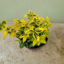 황금미니사철30