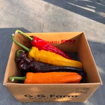 [지지팜] 산지직송 고당도 날씬이 바나나 파프리카 1.5kg, 단품