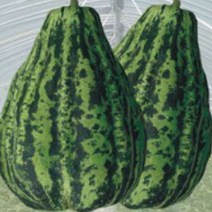 [LY] 개구리 과일 참외 씨 씨앗 발아 종자 품종 50립 (LY 591033EA ), ＠릴리쿠팡▶ 본상품선택