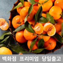 도봉물산특가_[국내산] 가락청과네 천혜향 10kg 천혜향제철 제주천혜향, 1, 본상품선택