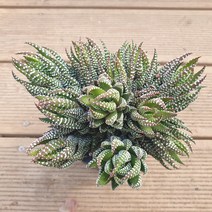 [수암다육] 송설 랜덤발송 Haworthiopsis attenuata 랜덤발송 다육 다육이 다육식물 308 아테누아타 십이지권, 1개