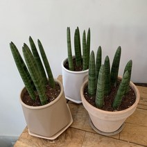 부산화분 실내공기정화식물 키우기쉬운 스투키 개업선물, 해운대구/용호동/엄궁