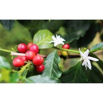 커피의신 하와이안코나 블렌드 고급 원두 커피, 500g, 홀빈(분쇄안함), 1개