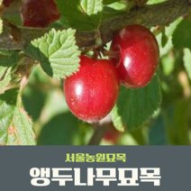 서울묘목농원/앵두나무 결실주 R2점분묘 유실수 관상수 조경수