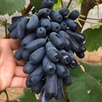 포도(바이올렛킹) 접목1년 (대목188) 나무 D63, 1