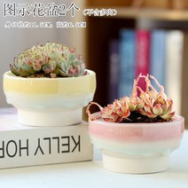 다육화분 다육이 심폴 화분 식물 미니 화분세트, 도자기, 옵션50