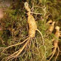 추석산삼장뇌삼산양삼 산양산삼 산양삼 선물세트, 산양삼 선물세트 5-6년근 10뿌리 1박스