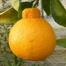 레드향 7치화분(결실주) 한라봉/천혜향/레드향/황긍향 나무 D17