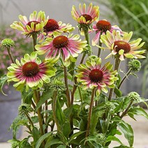 [씨앗]에키나세아-그린트위스터(대형종) 20립