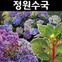 정원수국/(엔들레스썸머/블룸스트러크) 나무 묘목 15cm포트 1개/정원/공원/조경수