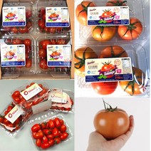 스테비아 토망고 샤인마토 폭탄할인, 샤인마토 500g X 1
