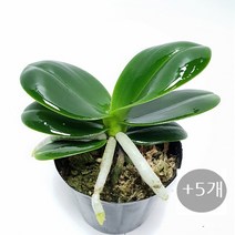 트리앤 개운죽 10cm 12cm(10개) 20cm 30cm 40cm 50cm 60cm 70cm 80cm 100cm 3단원통 나도풍란, 11.(5개)대엽풍란 1개