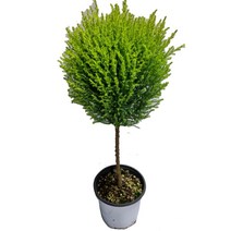 트리앤 공기정화식물 1+1 율마일반 외목대 /토분율마 /식물영양제 외가지 핫도그율마 모종 토피어리율마 피톤치스, 06. 핫도그율마(중) 1개