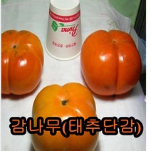 태추단감나무 접목1년특묘 나무 묘목 단감나무