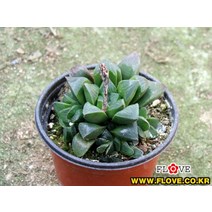 수