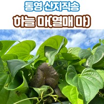 산지직송 통영 마 하늘마 열매마 넝쿨마 줄기마 1kg 2kg, 하늘마_1kg