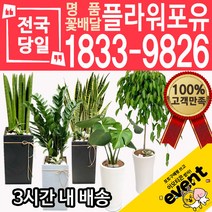 개업축하화분배달 금전수 돈나무 산세베리아 극락조 뱅갈고무나무 해피트리 행운목 녹보수 크로톤 스투키 개업식 개업선물 집들이 거실화분, (선택83)콩고