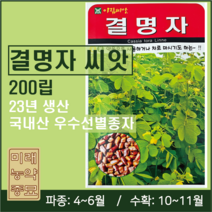 23년생산 국내산 결명자 씨앗 200립- cassia seeds, 1개
