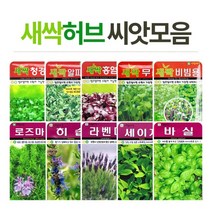 화분월드 허브 씨앗, free, 새싹-경수채