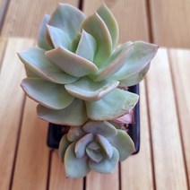 백봉 중품 키우기 쉬운 거실 실내 다육 랜덤발송 분별도1자1-80, 1개