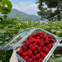 생 산딸기 딸기 제철 국내산 1kg 당일수확 고당도 산지직송, 산딸기 1kg