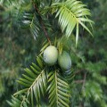 비자나무씨앗/1KG(2000립)/씨앗/묘목/h0341