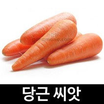 당근씨앗 당근 씨앗 carrot seed 4g