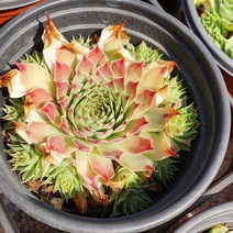 [다육식물]바위솔-윌리엄, 1개