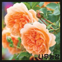 (나무농장) 영국장미 데이비드오스틴 (데임 주디 덴치) 땅장미