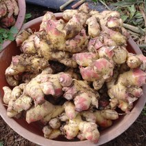 생강 23년 햇생강 흙생강 10kg 국내산 원강, 1개