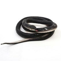 [S]리얼 뱀 모형 (검정), 초록