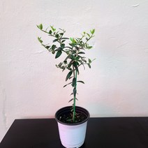 올리브나무(소품) 토피어리 외목대 핫도그올리브나무 인테리어식물12