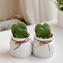 하트 식물 하트호야 만세 피쉬본 선인장 생선뼈 화분, 더블하트호야(하트2개), 1개