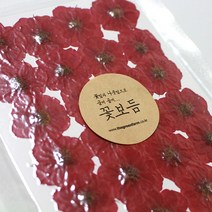 그린팜네이처 꽃보듬 압화-장미, 장미