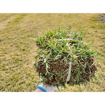 천연잔디 30cm x 30cm 6장 묶음 한국잔디 중지