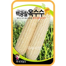 콩 옥수수 씨앗 강낭콩 작두콩 서리태 호랑이콩 종자 백태 땅콩 율무 녹두 팥 완두콩 씨, 1. 백광찰옥수수 80립