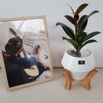 베스트플랜트 반려식물 신형우드스탠드 유칼립투스 파키라 녹보수 인삼팬더 멜라니고무나무 바오밥석화 무늬벤자민 거북알로카시아, 1개, 멜라니고무나무+신형우드스탠드+화이트모던화분+분갈이